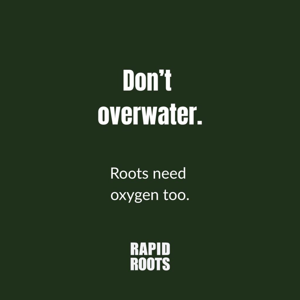Instagram post from rapidrootszw. This post is in position 3.