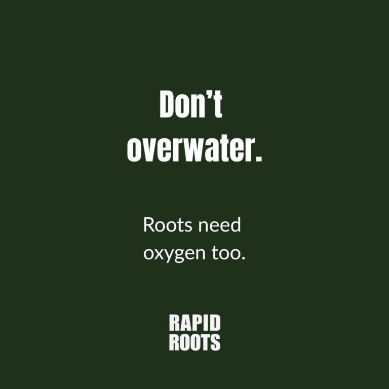 Instagram post from rapidrootszw. This post is in position 4.