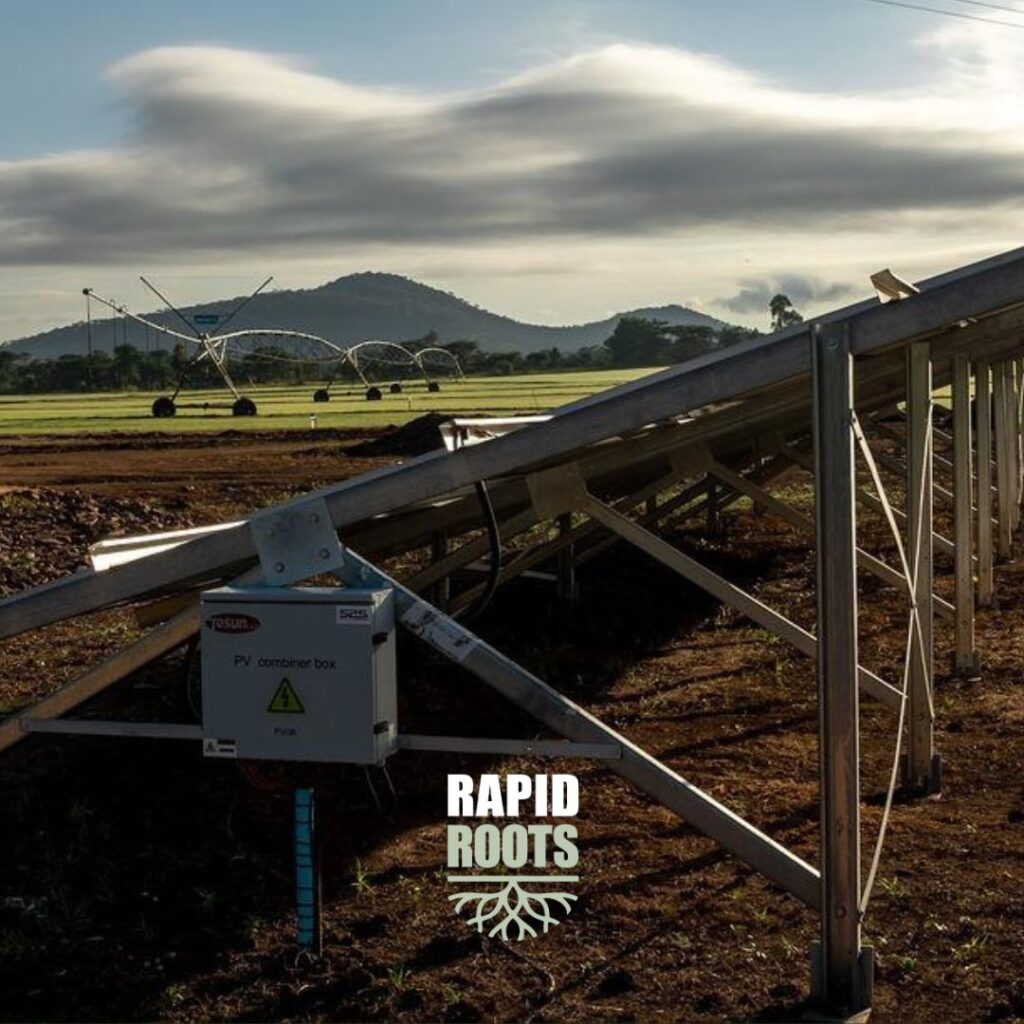 Instagram post from rapidrootszw. This post is in position 1.